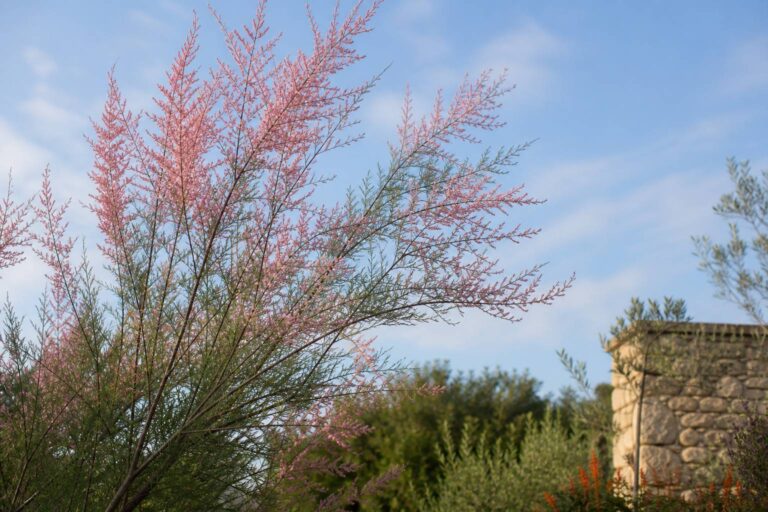 Tamaris : plantation, taille et entretien de l&rsquo;arbuste